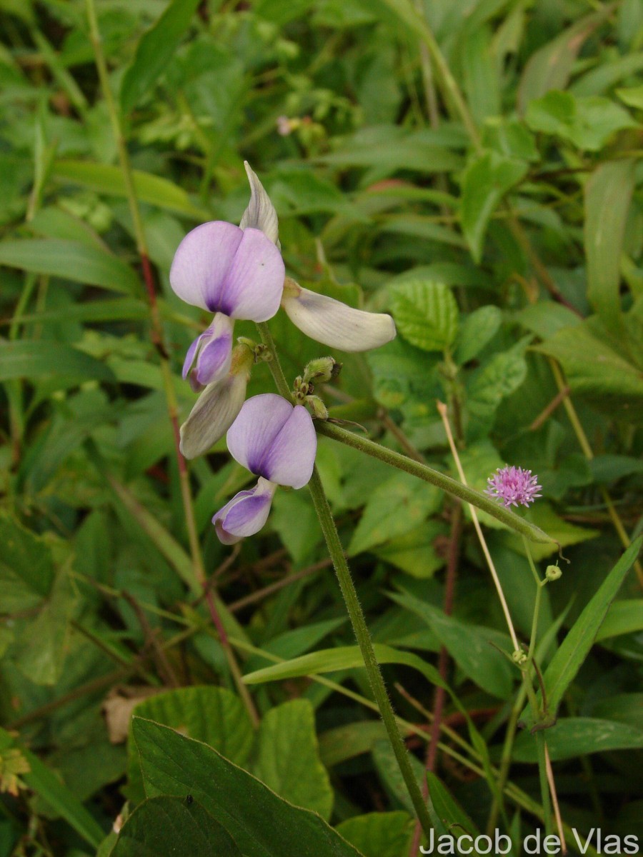 Neustanthus phaseoloides (Roxb.) Benth.